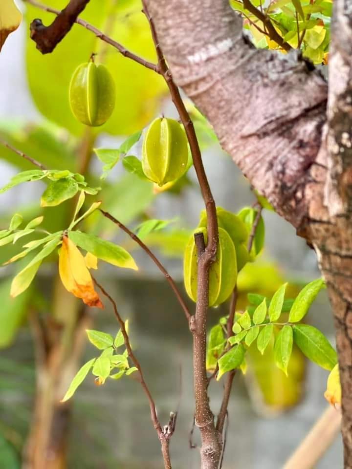 Golden Lotus Spa & Homestay Ap Thien Phuoc Εξωτερικό φωτογραφία